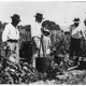 Illustration for article titled Grapes